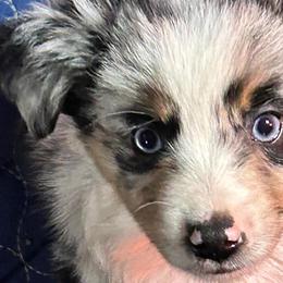 Miniature Australian Shepherds from Wildwood Aussies