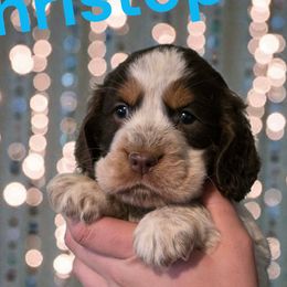 Christopher - Liver white and roan male English Springer Spaniel puppy in Florida from Thunderbird Springers