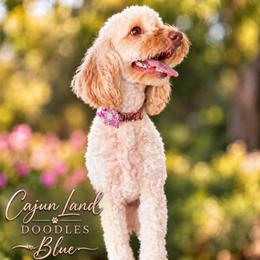 Blue - Australian Labradoodle