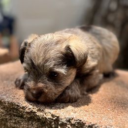 Girl 3 - Liver female Miniature Schnauzer puppy in Brownwood, Texas from Texas Dreams Mini Schnauzers