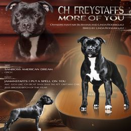 Staffordshire Bull Terrier All Grown Up from Bruhaus Kennels