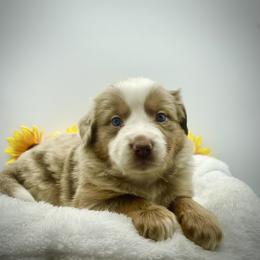 Lexi (With Natural Tail) - Red merle female Miniature Australian Shepherd puppy in Liberty, South Carolina from Alexander Canines