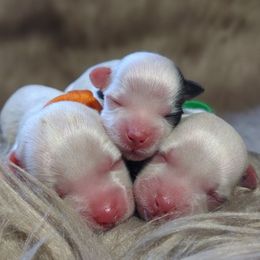 Companion Cross, Maltese, and Maltipoo Puppies from Seeking Shalom Acres Maltese, Maltipoos & Havamalts