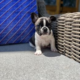 Luka - Brindle and white male French Bulldog puppy in Upper Sandusky, Ohio from Rock Run Farm