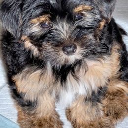 Yorkshire Terrier All Grown Up from Happy Days