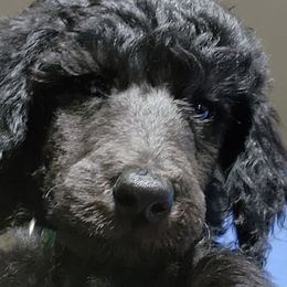 Poodles from Sharpshooter Standard Poodles