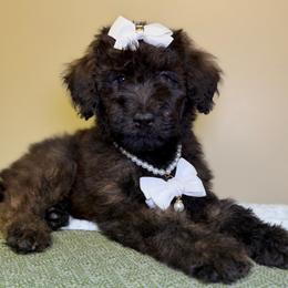 Sweet Pea - Sable female Goldendoodle puppy in Woodburn, Indiana from Lengachers Cuddly Doods