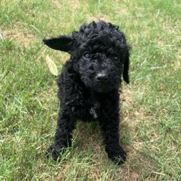 Dopey - Black male Goldendoodle puppy in Dallas, Texas from Heritage Doodle Company