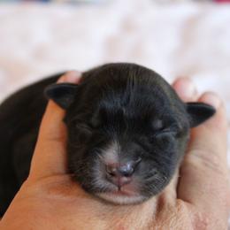 Mackenzie - Black tri-color male Australian Shepherd puppy in Sonoita, Arizona from Gardner Canyon Kennels