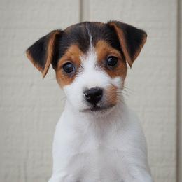 Leather - Tri-color female Jack Russell Terrier puppy in Yakima County, Washington from Saddle Rock Kennels