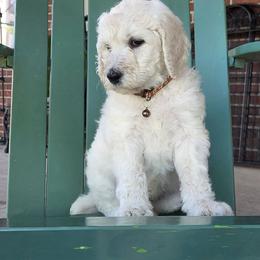 Calvin - White male Poodle puppy in Aurora, Colorado from Simply Amazing Doodles