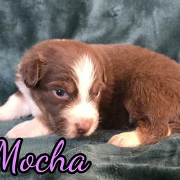 Mocha - Red tri-color female Australian Shepherd puppy in Albion, Michigan from Northern Lights Aussies (NL Aussies)