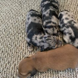 Dachshund Puppies from Kendra's Hocomo Hollow Doxies