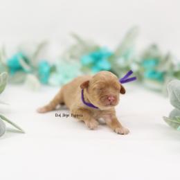 Queenie - Apricot female Cavapoo puppy in Republic, Missouri from Red Skye Puppies