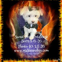 Sweet Pea - White female Maltese puppy in Silverhill, Alabama from Malteseuluv’s Tiny Treasurers