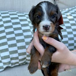 Murtagh - Merle male Bernedoodle puppy in Murray, Utah from Sun Valley Doodles