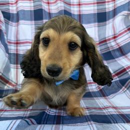 Yahtzee - Cream male Dachshund puppy in Michigan from Hidden Haven Dachshunds
