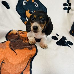 Spot - Piebald male Dachshund puppy in Magnolia, Texas from Carrie’s Countryside Dachshunds
