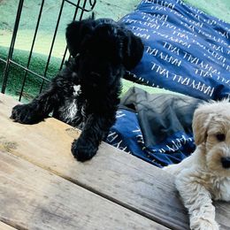 Goldendoodle Puppies from Thompson Creek Doodles