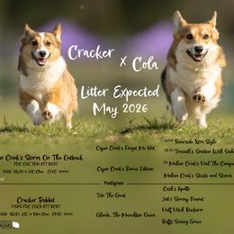 Pembroke Welsh Corgi puppies from Black Thumb Homestead