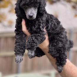 Boy 1 - Silver male Poodle puppy in Dallas, Texas from Infinity Poodles