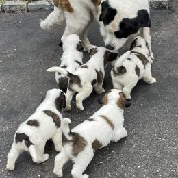 Saint Bernard Puppies from Nibbles Creek
