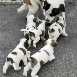 Saint Bernard Puppies from Nibbles Creek