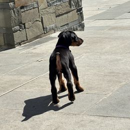 Doberman Pinscher Puppies from Ocean’s Breeze Doberman Pinschers