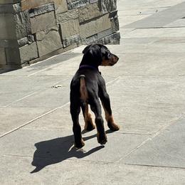 Doberman Pinscher Puppies from Ocean’s Breeze Doberman Pinschers