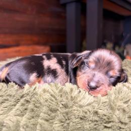 Sparrow - Dapple male Dachshund puppy in Washburn, Tennessee from Clinch Mountain Dachshunds