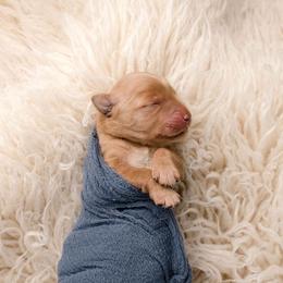 Sammy - Dark golden male Golden Retriever puppy in Buhl, Idaho from Atkinson's Goldens