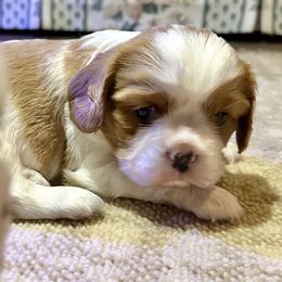 Cavalier King Charles Spaniel Puppies from Tidal Tails