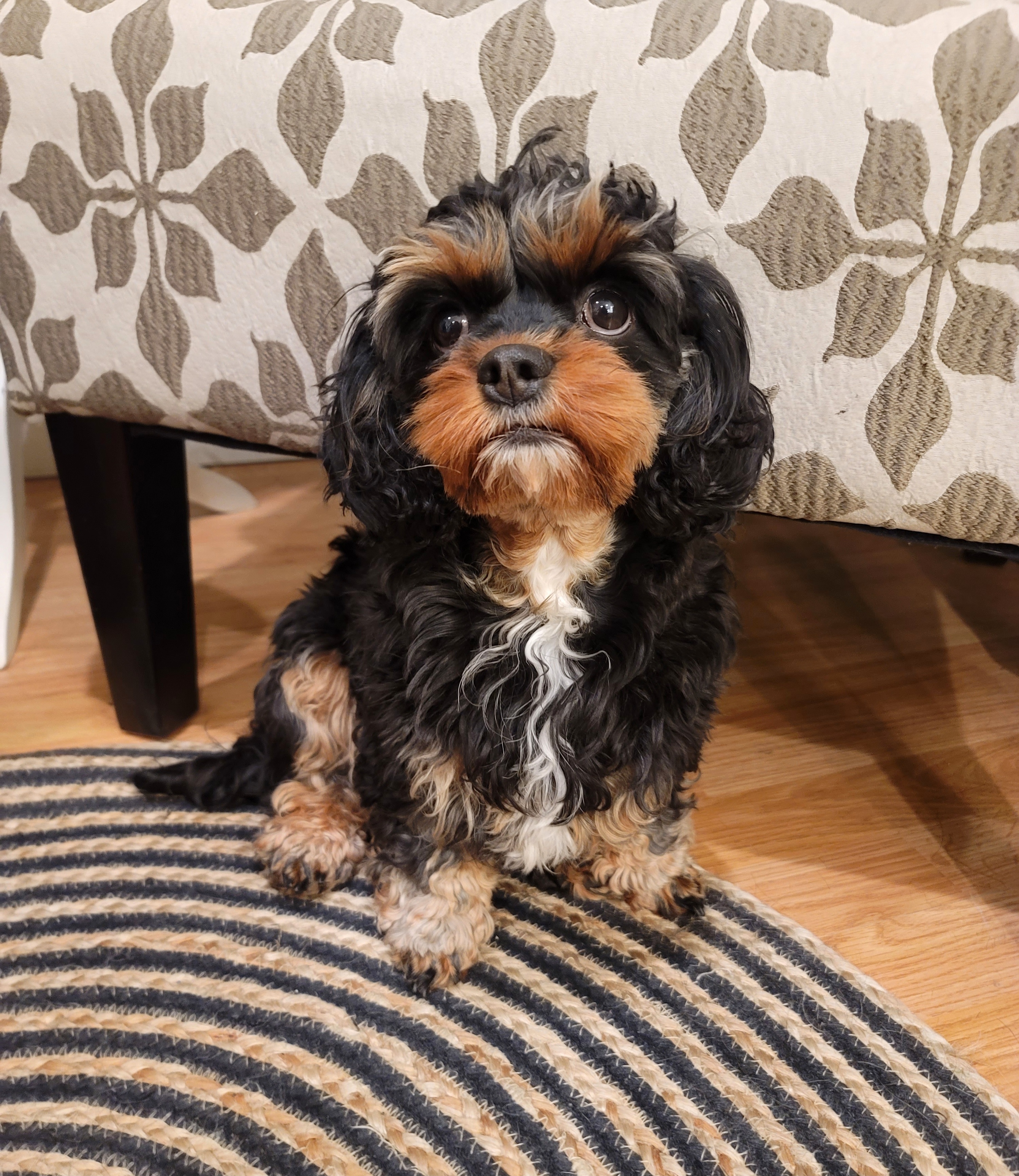 Cricket - Cavapoo