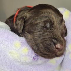 Labradoodle Puppies from Molly’s Doodles