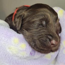 Labradoodle Puppies from Molly’s Doodles