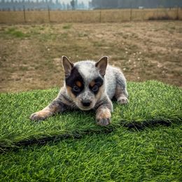 N-3 - Blue speckled male Australian Cattle Dog puppy in Spokane, Washington from 4D Cattle Dogs