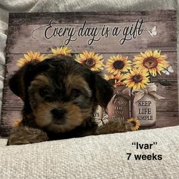 Ivar - Black and tan male Yorkshire Terrier puppy in Forest, Virginia from Majestic Touch Kennels and Pet Services