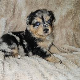 Kiri - Blue merle female Miniature Australian Shepherd puppy in Orrtanna, Pennsylvania from Mountain Top Shepherd's