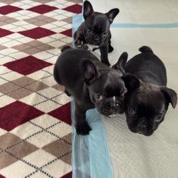 French Bulldog Puppies from Diamonds Frenchies