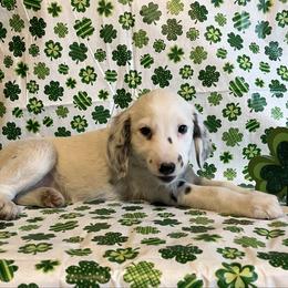 Paprika- Long Coat- Blue - White and black male Dalmatian puppy in Claremore, Oklahoma from Lotsofdots Dalmatians