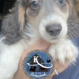 Boy 1 - Blue and cream Dachshund puppy in California from K’s Homestead