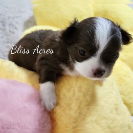 Diva - Chocolate and white female Chihuahua puppy in Ponca City, Oklahoma from Bliss Acres Farm