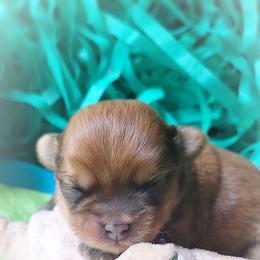 Una - Red female Mi-Ki puppy in Toronto, Ohio from Shekinah’s Mi-Kis & Cricket Hill’s Westies