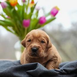 Navy - Dark golden male Golden Retriever puppy in Saint Joe, Indiana from Golden Acres Farm