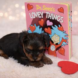 Boy 2 - Gold male Yorkshire Terrier puppy in Carmichael, California from Mckeever's Yorkies