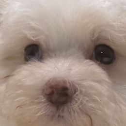 Muffy - Cream female Maltipoo puppy in Lebanon, Kentucky from Mosaic Merle Doodles