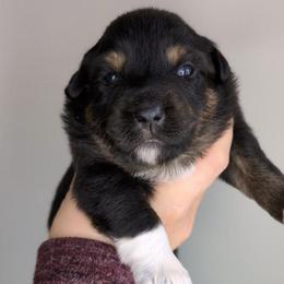 Eclipse - Black tri female Miniature Australian Shepherd puppy in Harrisonville, Missouri from Trailside Mini Aussies