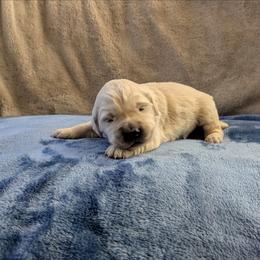 Male - Light golden male Golden Retriever puppy in Roseburg, Oregon from Unbound Goldens