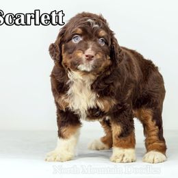 Scarlett - Red tri-color female Aussiedoodle puppy in Factoryville, Pennsylvania from North Mountain Doodles