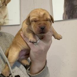 Allegra - Yellow female Labrador Retriever puppy in South Lyon, Michigan from Matoskah Meadows Labradors